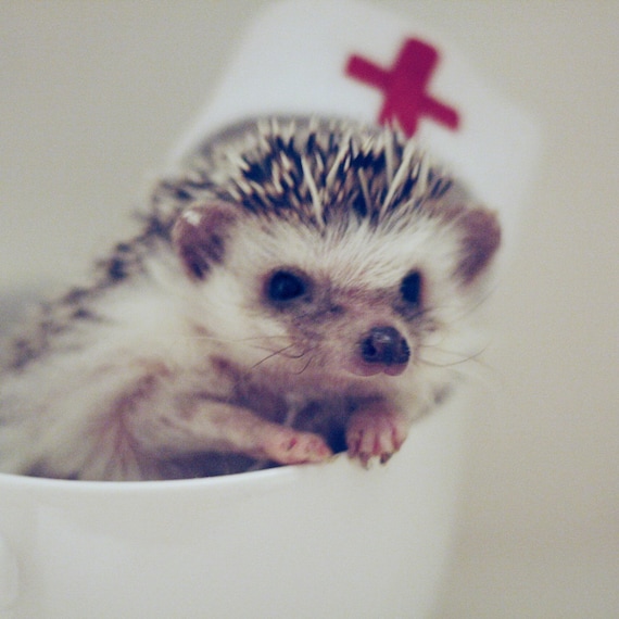 Customer photo of a pet with the Nurse retro hat for small pet Cat Dog Hedgehog