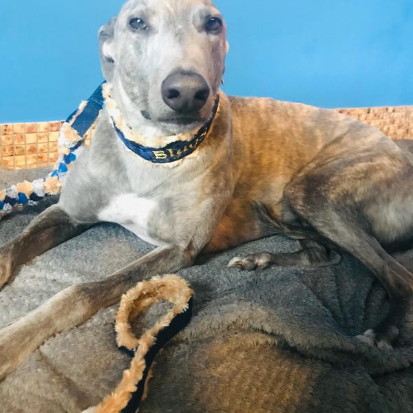 Custom Ribbon Display, Dog Award Ribbon Display Rack, Dog Rosette ...