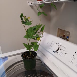 Will added a photo of their purchase