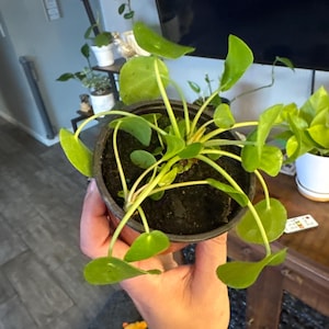 Salina added a photo of their purchase