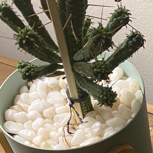 Nadine Crist added a photo of their purchase