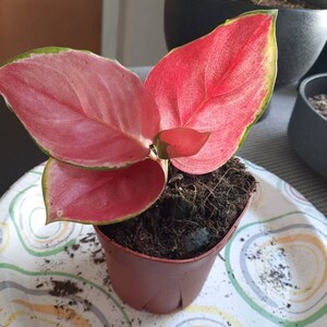 Aglaonema Thailand Red 4” Plant **(ALL Plants Require You to