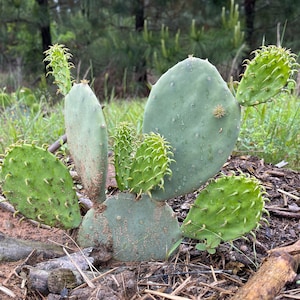 1 Cutting, Spineless Prickly Pear Cactus Pad, Opuntia Gomei, Old Mexico, Nopal