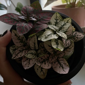 Juli added a photo of their purchase