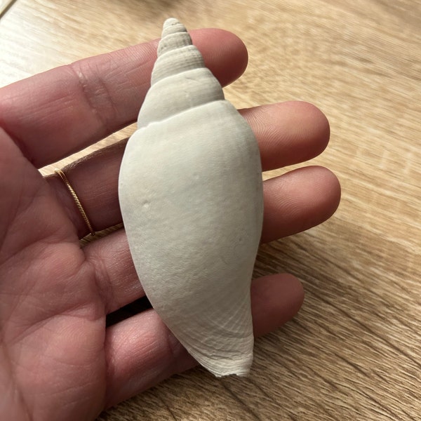 Small Megalodon Tooth Pendant - Florida - Etsy
