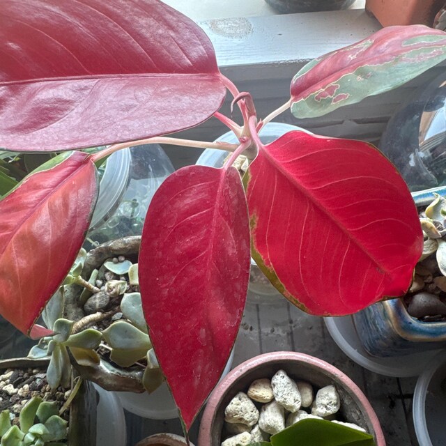 Anthurium Red Crystallinum X SKG Silver – Hybrid Velvet Leaf Aroid