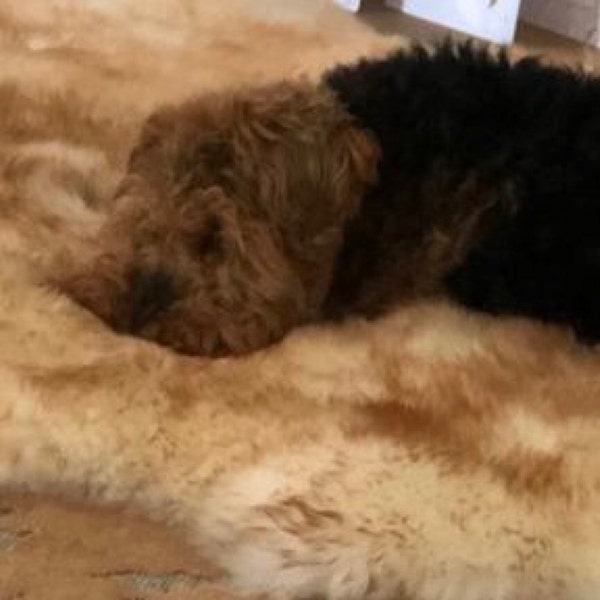 100 British Undyed Rare Breed Sheepskin Rug 411 Etsy Canada