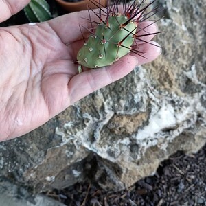 Mrs. added a photo of their purchase