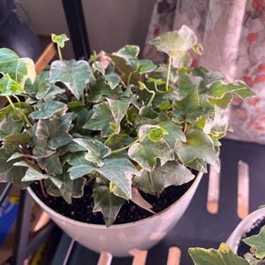 Christy added a photo of their purchase