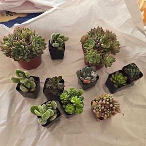 Suzie added a photo of their purchase