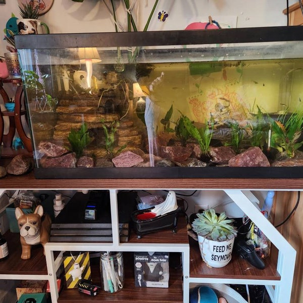 Photo inspiration: Fresh Look at 60 75 Gallon Freshwater African Cichlid Aquarium