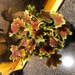 P added a photo of their purchase