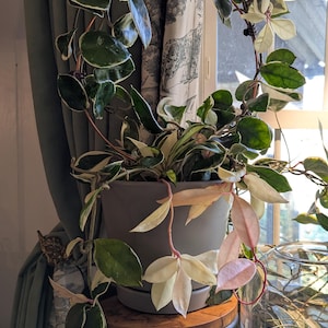 Nena added a photo of their purchase