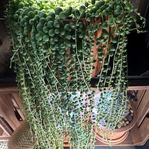 Roksana added a photo of their purchase