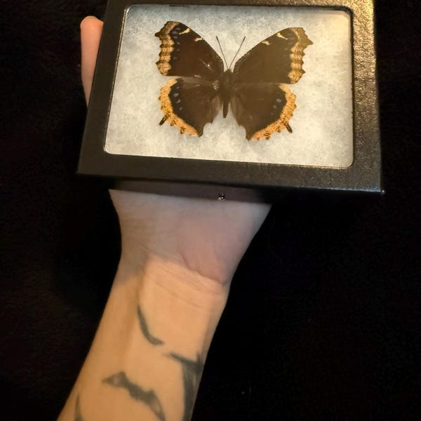 Nymphalis Antiopa ONE Real Butterfly North American Mourning Cloak - Etsy