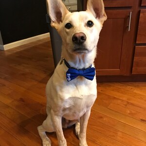 matching dog and owner bow ties