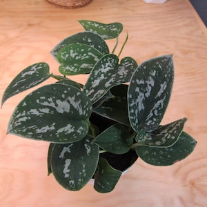 Eileen added a photo of their purchase