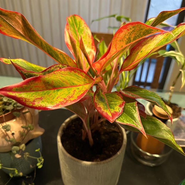 Aglaonema Siam Aurora in 4