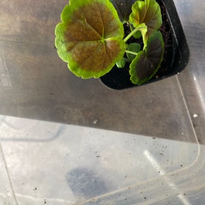 Phyllis added a photo of their purchase