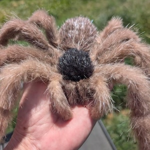 リアルなタランチュラのぬいぐるみ、壁や棚に飾れるソフトタッチのクモ