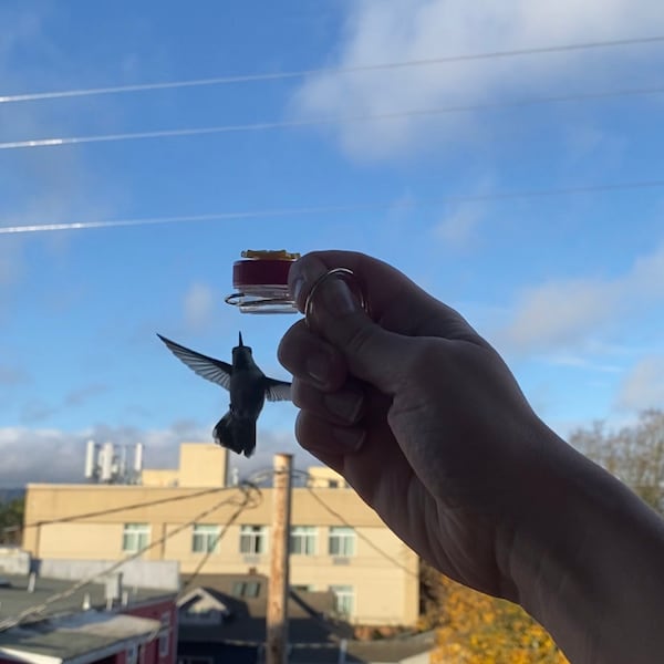 NEW Flower Single Hum-button™ With Lovely Window Spiral Holder Mini ...