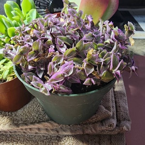 Beth added a photo of their purchase