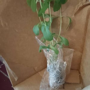 Betty added a photo of their purchase