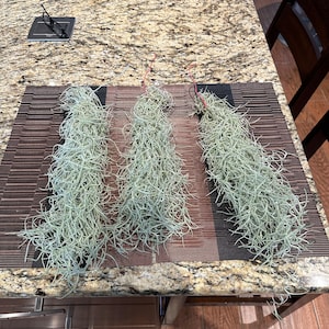 Rebecca heeft een foto van zijn/haar aankoop toegevoegd