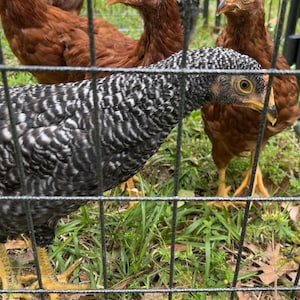Robert added a photo of their purchase