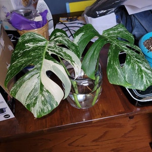 Alizabeth added a photo of their purchase