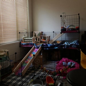 Guinea Pig Accessories Guinea Pig Ramp With Sides, Ramp