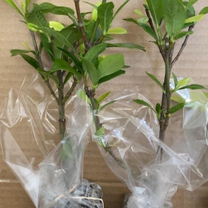 Etsy のお客さま さんが購入した商品の写真を追加しました