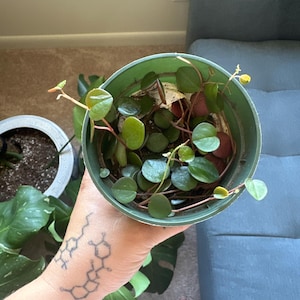 Nina added a photo of their purchase