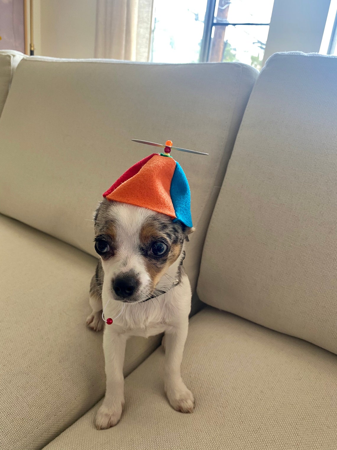 Customer photo of a pet with the Beanie Hat / Propeller Helicopter hat for Cat