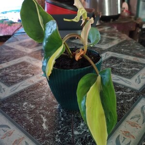 Elisa added a photo of their purchase