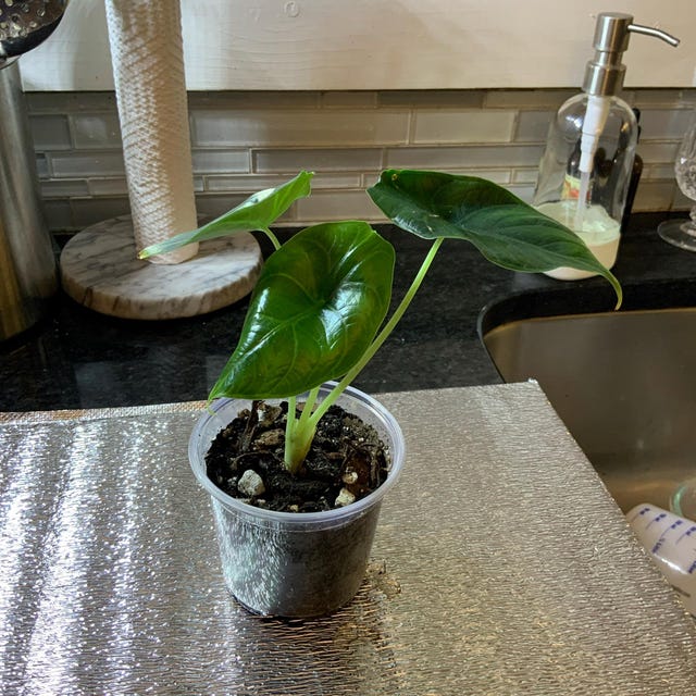 Alocasia Azlanii Red Mambo Starter Plant **(ALL Plants Require You