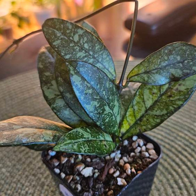 Hoya crassipetiolata (Splash) | 2-Inch – Hoya Treasures