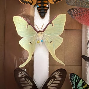 アクティアス・ルナ（アメリカミズアオ）。昆虫標本。羽を広げた状態