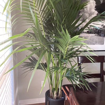Kentia Palm Plant in 10 Pot, 60 Tall, Tropical, Howea Forsteriana ...
