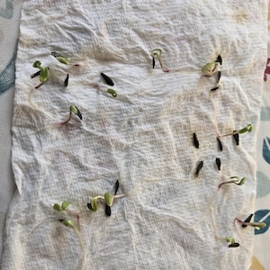 Caileigh ha añadido una foto de su compra