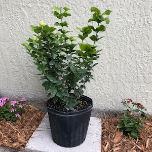 Ann added a photo of their purchase