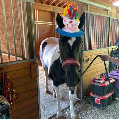 Birthday Hat for Horse or Pony With Candles Soft Equine Birthday Hat