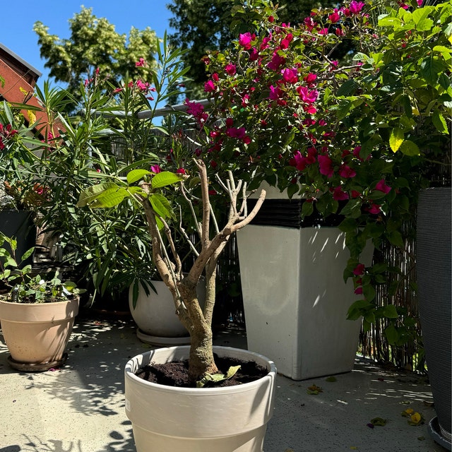 Mangobaum Bonsai Bumchen - Sulenobst Zimmerpflanze Obstbaum Samen 8 Stck  Fr Balkon & Garten