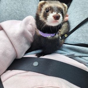 Dana added a photo of their purchase