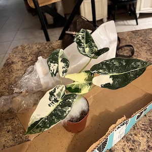 Katrina added a photo of their purchase