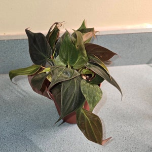 Jodie added a photo of their purchase
