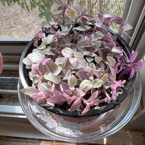 Deborah added a photo of their purchase