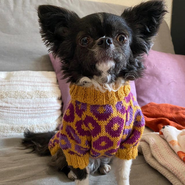犬服 ハンドメイド おしゃれな犬服 - ダックスフンドドーナツセーター - アルパカ
