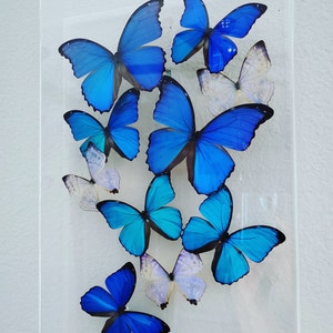 Anastasia added a photo of their purchase