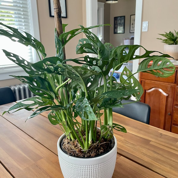 MONSTERA ADANSONII in 6 Inch Pot | Swiss Cheese Plant | Indoor ...